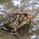 금두꺼비 이미지