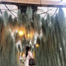 알콩제주 이미지