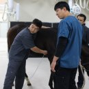 제주대학교 말전문동물병원 이미지