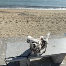 장안천가족휴게공원 | 부산 강아지 산책하기 좋은 조용한 장소 추천 (2), 임랑 해수욕장