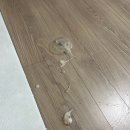 미사늘봄동물병원 네이버블로그