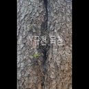 잣나무 목청 채취와 전통 방식 꿀 내리기 이미지