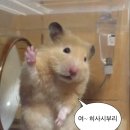 삼삼한갈비 | 가산디지털단지 고기집 가산생갈비 후기｜회식 맛집, 생갈비, 메뉴, 가격