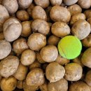 햇감자 찜용 + 무농약 양파 꾸러미 판매완료 이미지