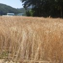 농업회사법인(유)이삭 이미지