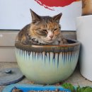 대가집숯불갈비 이미지