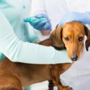 가좌동물병원 이미지