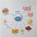 생명의줄기 | 줄기세포란 무엇일까? – 정의·기능·특징 총정리