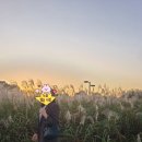 하늘공원 | [마포] 가을감성 폭발! 서울 하늘공원 억새축제 후기 (포토존/ 주차정보 총정리)