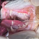 오션동물메디컬센터 네이버블로그