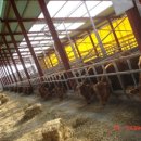 우리축사 이미지