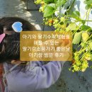 석포농장2 | 용인 딸기체험 딸기랑소풍가기좋은날 아이랑 후기