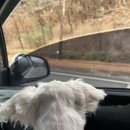 포항중앙동물병원 이미지