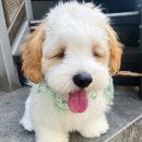 행복동물병원 이미지