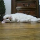 우리집첫째 이미지