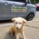 가자 펫 택시 이미지