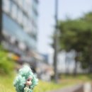 돌리블리