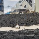 304010 | [뚜벅이의 제주도 애월 5박 6일 여행 ②] 협재해변, 보말칼국수, 호텔샌드카페, 한림공원, 드렌도트 숙소