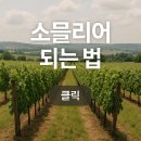 소믈리에 되는 법｜와인을 직업으로 삼고 싶은 당신에게