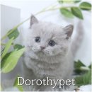 착한 고양이 | 고흥 고양이 분양비용 합리적인 가격으로도 분양 가능해서