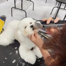 영천애견미용 이미지