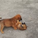 우리두리
