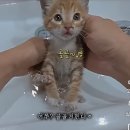 골골송