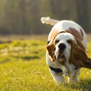 바셋하운드 이미지