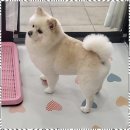 오키독키 | 이천애견놀이터 믿고 맡길 수 있는 오키독키 후기