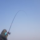 포인트독 이미지