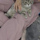 두부두부캣묭실 이미지