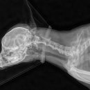 부자동물병원 이미지