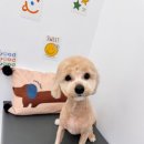 스마일애견미용 | 광주 봉선동 야간미용 가능한 ‘스마일댕댕’에서 장군이 첫 미용했어요