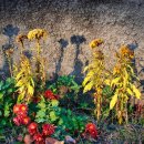 노벨문학상 알기 이미지