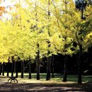 마로니에길 이미지