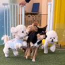 털로덮인 친구들 커먼그라운드점 이미지