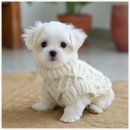 버디독 강아지분양 고양이분양 안심분양센터 인천점 | 인천강아지분양 망설이던 날에 만난 선택, 버디독 고양이분양 강아지분양 안심분양센터 인천점 방문 후기