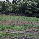 금영농장 이미지