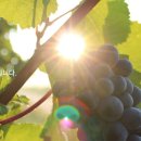 (주)황샘바이오 이미지