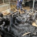 춘천흑염소도축장 이미지