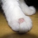 파주고양이 미용실 네이버블로그