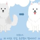 가이아펫 이미지