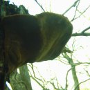 진다리로 이미지