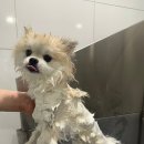 셀프 강아지 목욕탕 | 강아지 셀프 목욕탕 후기 부천 댕댕이목욕탕 다녀왔어요!