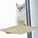 별이애견 이미지