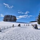 비슬로(대로1-12) | 삿포로 비에이 버스 투어 후기 예약 방법 12월 1월 Tip