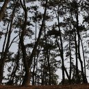 서천 마량리 동백나무 숲 이미지