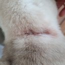 동인동물병원 이미지