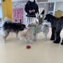 도그파우 이미지