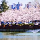 2021-주168 | 포항 영일대 호수공원 벚꽃 명소 &amp; 현지 맛집 총정리 (2026)🌸